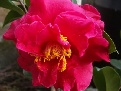 Camelia Barbara Morgen Bluete.jpg