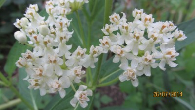 Asclepias incarnata Ice Ballett.JPG