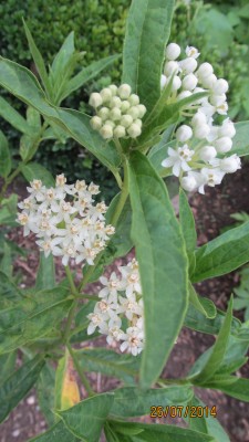 Asclepias-incarnata Ice Ballett.JPG