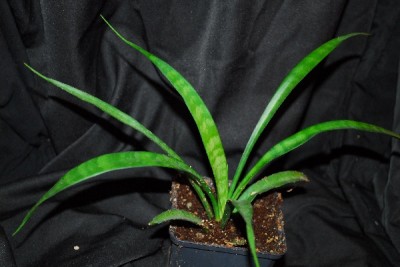 Sansevieria 014pp.jpg