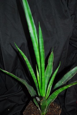 Sansevieria 016pp.jpg