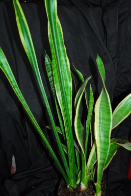 Sansevieria 017pp.jpg