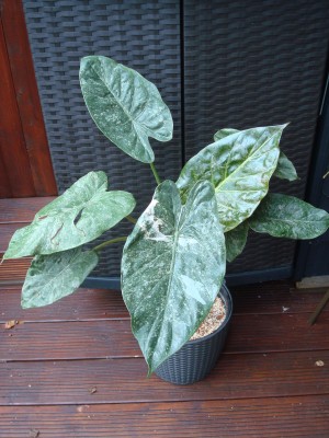 Alocasia wentii variegata 2.JPG