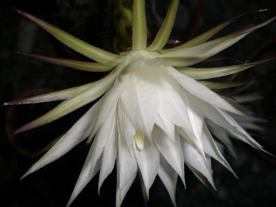 Bauernkaktus Echinopsis16.JPG