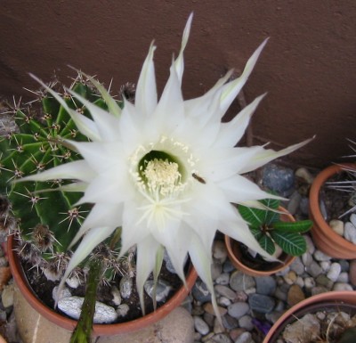 Bauernkaktus Echinopsis2.JPG