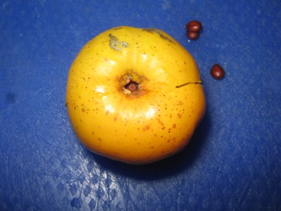 Fremde Frucht 004.JPG