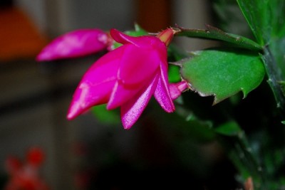 Schlumbergera14 021pp.jpg