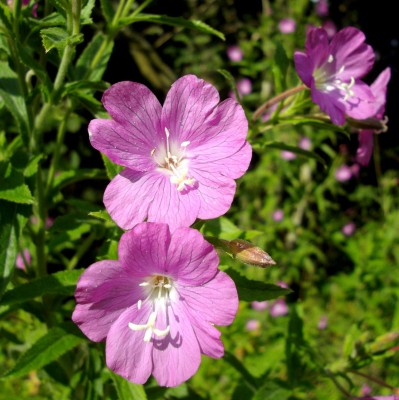 Zottiges Weidenröschen (Epilobium hirsutum).jpg