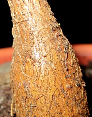 Rupestris Caudex 1.jpg