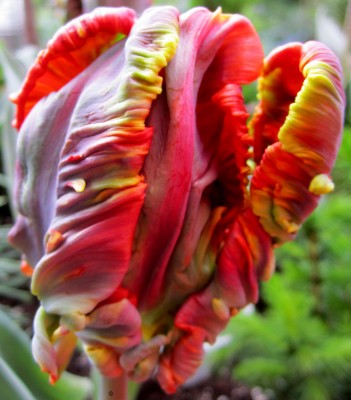 Regenbogen Tulpe 0.jpg