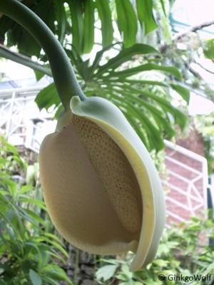 Monstera_2010_07_29_blüte.JPG