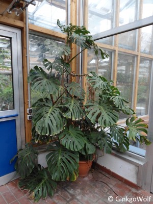 Monstera_2013_02_18_ecke.JPG