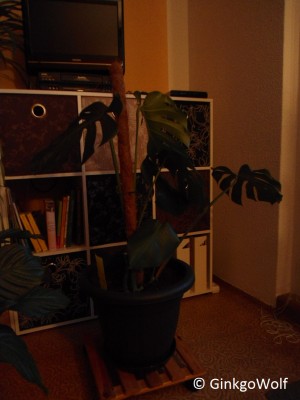 Monstera_2014_10_15.JPG