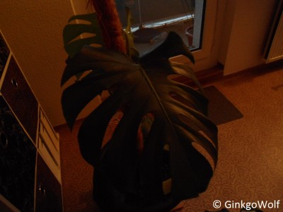 Monstera_2014_10_15_.JPG