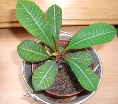 Euphorbia leuconeura.JPG