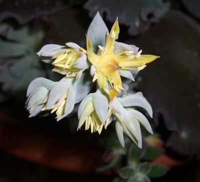 Echeveria Topsy Turvy.JPG