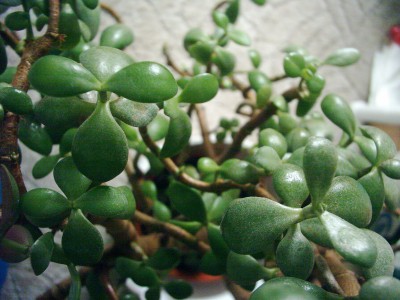 Crassula (2).JPG