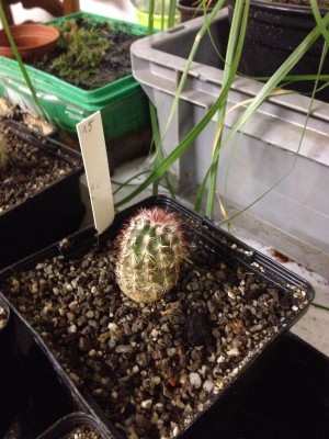 2014.12.06 Echinocereus chloranthus ex G.Veres.jpg