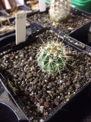 2014.12.06 Echinocereus coccineus New Mexico.jpg