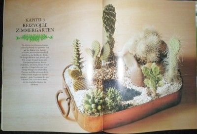 Kaktus-Schale.JPG