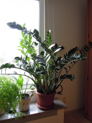 Zamioculcas_010313123026.jpg