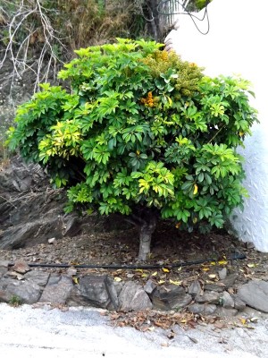 schefflera1.jpg