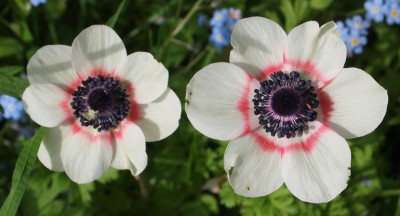 Anemone de Caen.jpg