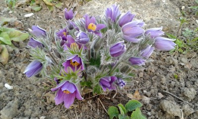 Pulsatilla.jpg