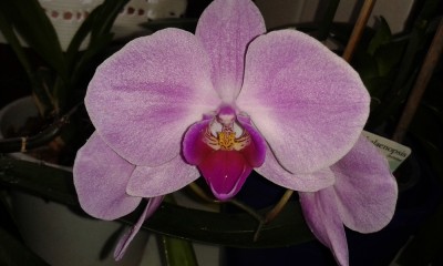 Phalenopsis Mai 15 (2).jpg