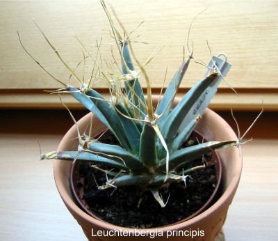 Leuchtenbergia principis.JPG