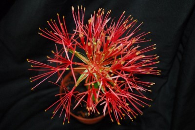 Scadoxus 012pp.jpg