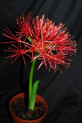 Scadoxus 014pp.jpg