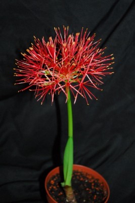 Scadoxus 017pp.jpg