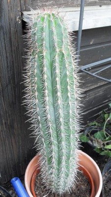 KaktusGro.jpg
