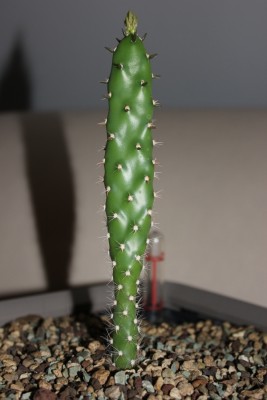 Opuntia am 21.07.2015.jpg