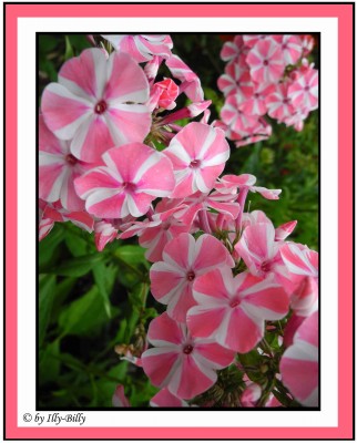 Hohe Flammenblume (Phlox paniculata) Peppermint Twist.jpg