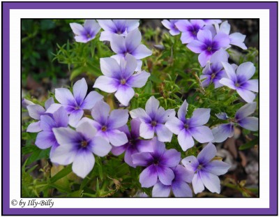 Sommerphlox Tapestry_Phlox drummondii_blau_2015.jpg