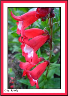 Großblütiger Garten-Bartfaden_Penstemon cultorum_2015.jpg