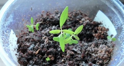 Regenbogen Eukalyptus.JPG