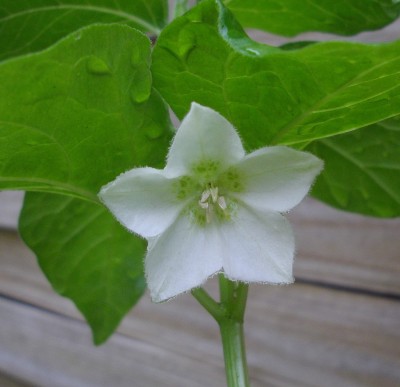 Lampionblume (Physalis alkekengi).jpg