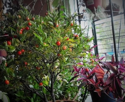 S. pseudocapsicum Winter.JPG