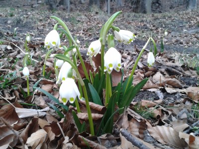 Märzenbecher Guschaspitz 14.2.16.jpg