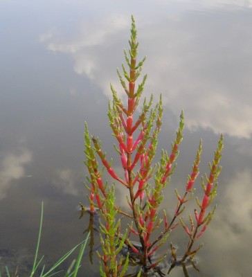 Europäischer Queller (Salicornia europaea).jpg