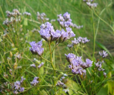 Gewöhnlicher Strandflieder (Limonium vulgare).jpg