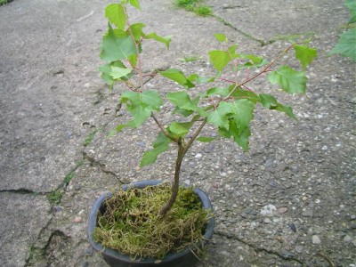 neue bonsai 009.JPG