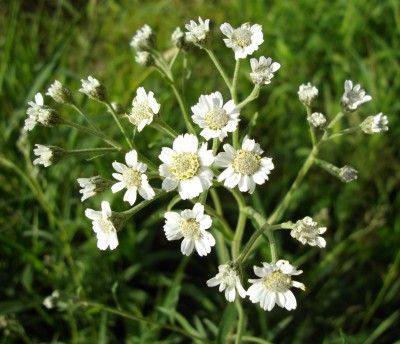 Sumpf-Schafgarbe (Achillea ptarmica).jpg