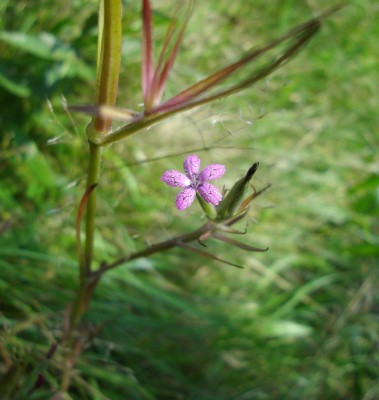 Raue Nelke (Dianthus armeria).jpg