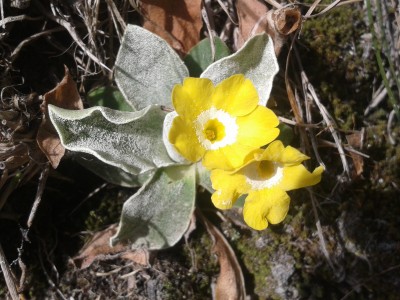 Alpen-Aurikel Pinut 14.11.15.jpg