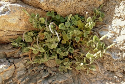 Lafuentea rotundifolia (2).jpg