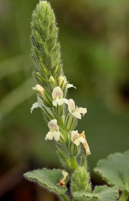 Lafuentea rotundifolia (1).jpg